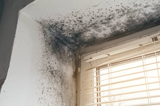 Affordable Commercial Mold Remediation solutions in Lignum, VA